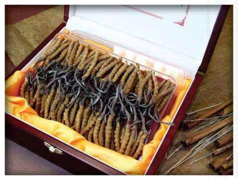 古县冬虫夏草回收